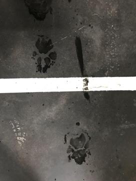 Pugmarks were spotted all over the engine manufacturing unit on Friday morning. (Handout) Pugmarks were spotted all over the engine manufacturing unit on Friday morning. (Handout)