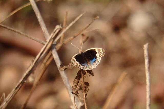 The session offers participants a chance to see butterflies in their natural habitat and learn about them. (Bhagyashree Grampurohit)