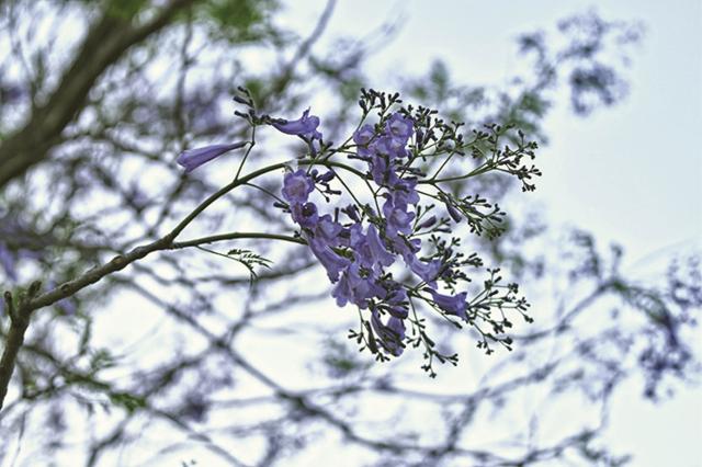 The colours of the wild in Punjab (Saubhadra Chatterji)