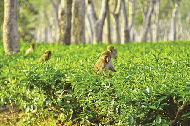 Even the simians like tea! (Saubhadra Chatterji)