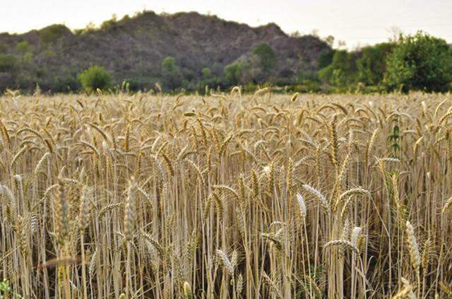 Wheat fields of Punjab (Saubhadra Chatterji)
