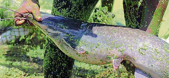 A dead Magur catfish pulled out from polluted Dhanas lake. (PHOTO: SAPNA PANDITA) A dead Magur catfish pulled out from polluted Dhanas lake. (PHOTO: SAPNA PANDITA)