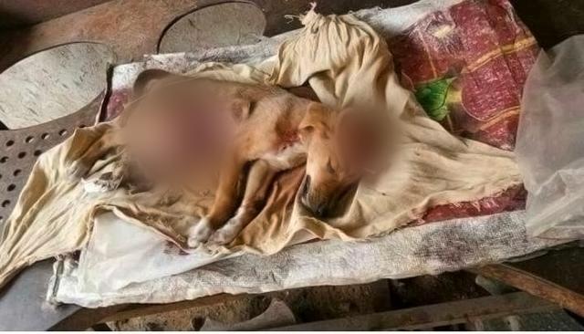 Abhishek Ingle reportedly kicked the two-month-old puppy till its intestines came out (Seetha Anilkumar/Facebook)