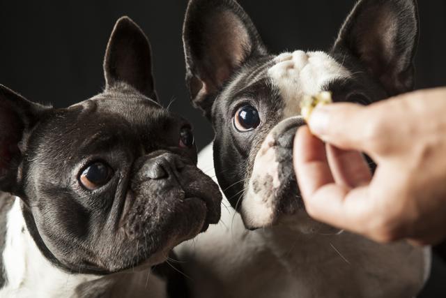 Instead of treats, feed your canines some healthy superfoods like lentils, apples and pumpkin. (Shutterstock) Instead of treats, feed your canines some healthy superfoods like lentils, apples and pumpkin. (Shutterstock)
