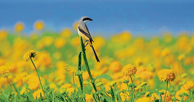 A portrait of a long-tailed shrike atop marigolds (NITIN SONAWANE) A portrait of a long-tailed shrike atop marigolds (NITIN SONAWANE)