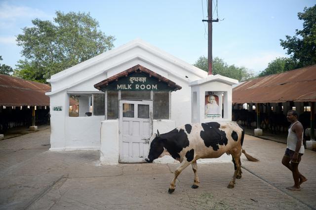A worker walks with a cow at the farm. (AFP) A worker walks with a cow at the farm. (AFP)