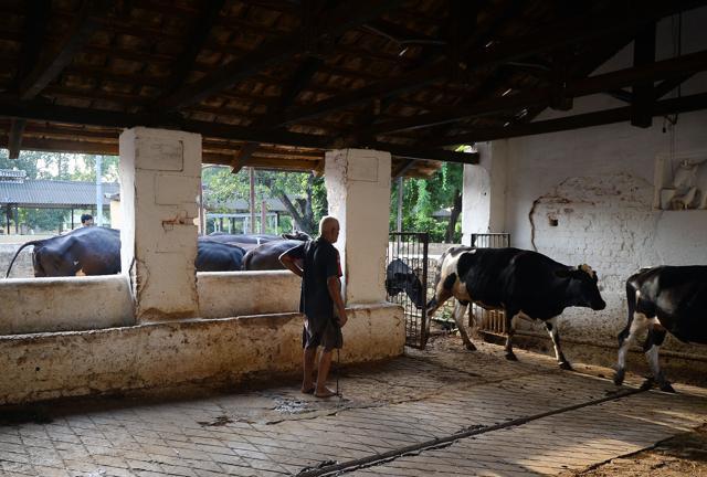 A worker watches cows walking through the dairy farm in Allahabad. (AFP) A worker watches cows walking through the dairy farm in Allahabad. (AFP)