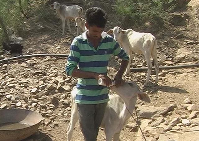 A family member of Subba Khan feeds a calf after the animal’s mother was shifted to a cow shelter in Alwar. (HT Photo)