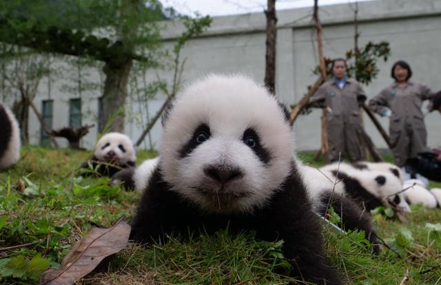 Posing for the camera: A baby panda makes its debut. (AFP) Posing for the camera: A baby panda makes its debut. (AFP)