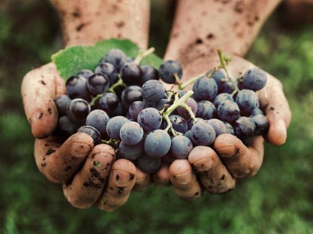 The first harvest in 2003 and the resulting windfall sparked a wave of interest among cannabis farmers in the area. (Shutterstock) The first harvest in 2003 and the resulting windfall sparked a wave of interest among cannabis farmers in the area. (Shutterstock)