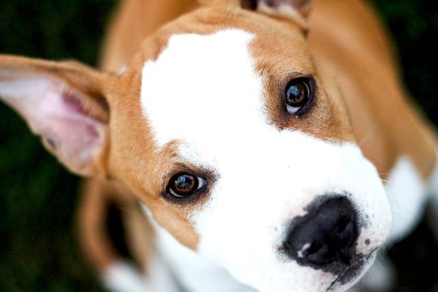 Raising the brows, which makes the eyes appear bigger to produce heart-melting “puppy dog eyes”, was the most commonly-used expression. (iStock.com) Raising the brows, which makes the eyes appear bigger to produce heart-melting “puppy dog eyes”, was the most commonly-used expression. (iStock.com)