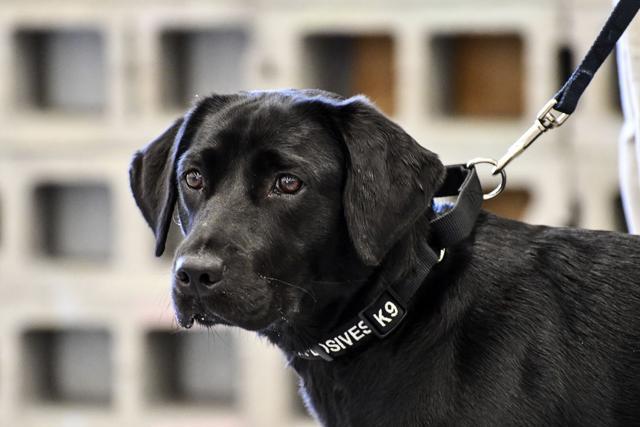 In this image provided by the CIA, young detector dog Lulu, during her initial training as a bomb detector dog. (AP Photo) In this image provided by the CIA, young detector dog Lulu, during her initial training as a bomb detector dog. (AP Photo)