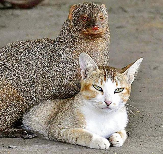 The Grey mongoose with his cat lover. (Dr Shailendra Singh)