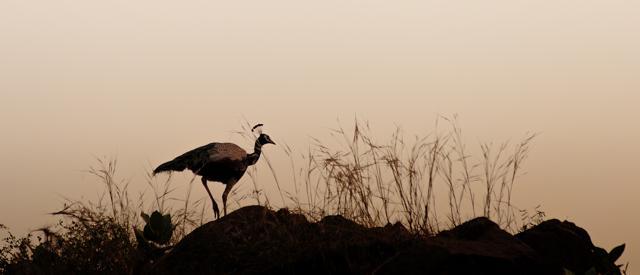 importance of aravalli range