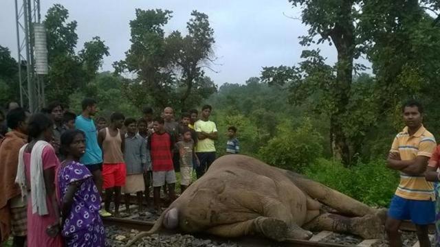 File picture. North Bengal is infamous for trains on New Jalpaiguri-Alipurduar route mowing down elephants. (HT Photo) File picture. North Bengal is infamous for trains on New Jalpaiguri-Alipurduar route mowing down elephants. (HT Photo)