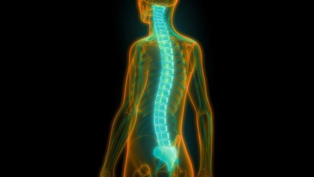 Spinal injuries affect 2,50,000-5,00,000 people globally every year. (Shutterstock)