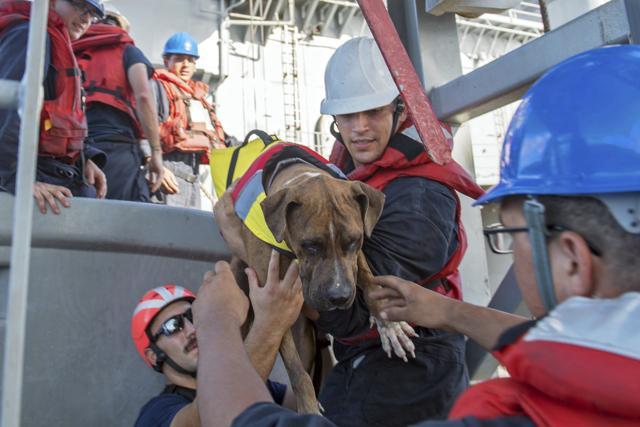 USS Ashland sailors help Zeus, one of two dogs who were accompanying the two Honolulu women who were rescued after being lost at sea for five months while trying to sail from Hawaii to Tahiti. (AP) USS Ashland sailors help Zeus, one of two dogs who were accompanying the two Honolulu women who were rescued after being lost at sea for five months while trying to sail from Hawaii to Tahiti. (AP)