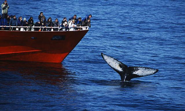 More than 355,000 people went whale watching in 2016 in the hopes of catching a glimpse of the animals in the North Atlantic. (icewhale.is)