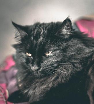 A black cat thinking whether it should attend that Halloween party or not. (Shutterstock) A black cat thinking whether it should attend that Halloween party or not. (Shutterstock)