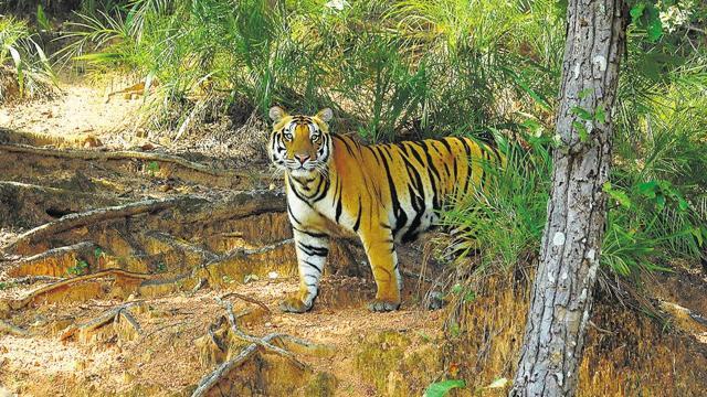One of India’s largest tiger reserves, Kanha National Park covers nearly 1,000 square kilometres of pristine ecology in the heart of India. (HT file photo )