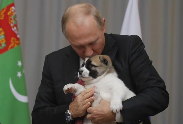 Russian President Vladimir Putin kisses a Turkmen shepherd dog, locally known as Alabai, received by Turkmenistan's President Gurbanguly Berdimuhamedov during a meeting in Sochi. (AFP Photo)