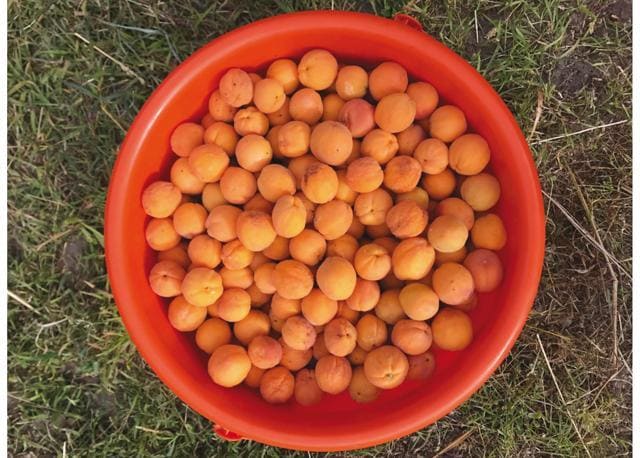 Fresh apricots plucked by the team. (Ashish Shah) Fresh apricots plucked by the team. (Ashish Shah)