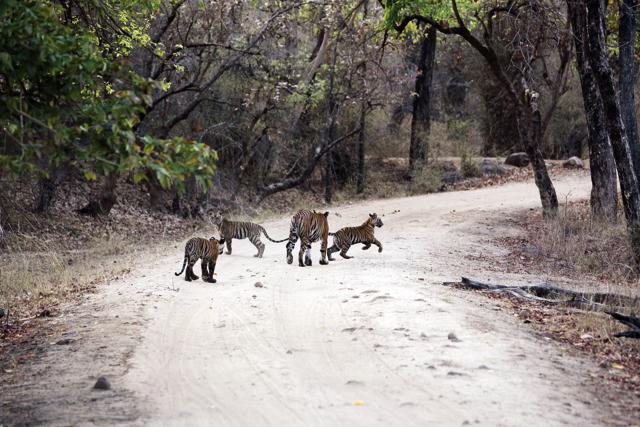 Vijaya marches towards the Bandhavgarh Fort with all her three cubs one early morning in May 2012. (Shivang Mehta)