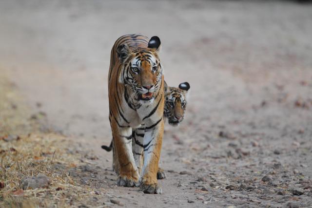 Vijaya’s cub peeps from behind while trying to keep pace with mom during May 2012. (Shivang Mehta)
