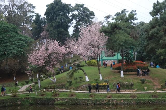 The Indian Wild Himalayan cherry tree blooms in autumn, not spring. The cherry blossom tree produces no cherries and its flowers have no smell. The ornamental tree has been hybridised to maximise its flowers.