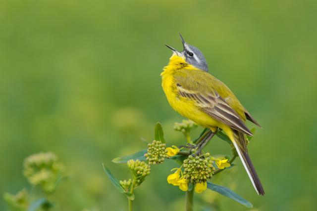 The Yellow Wagtail is one among the many beautiful migratory birds that nests in Sultanpur bird sanctuary in winter. (Shutterstock) The Yellow Wagtail is one among the many beautiful migratory birds that nests in Sultanpur bird sanctuary in winter. (Shutterstock)