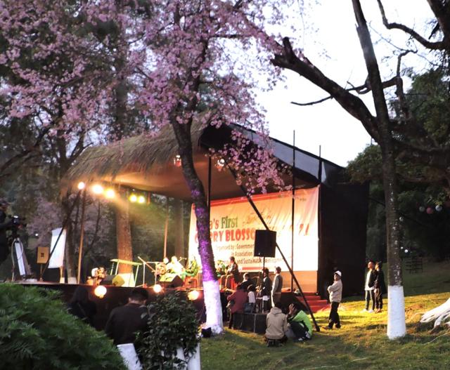 At the first edition of the cherry blossom festival last year, there were rock gigs for the young and twilight viewing tours. The festival saw 30,000 visitors. This year, 50,000 are expected. At the first edition of the cherry blossom festival last year, there were rock gigs for the young and twilight viewing tours. The festival saw 30,000 visitors. This year, 50,000 are expected.