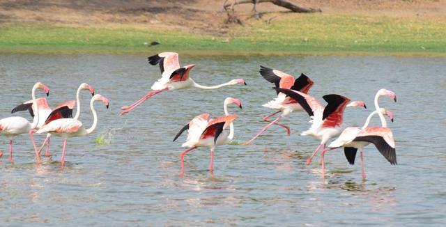 The Chilka Lake is the largest flamingo breeding ground on the Indian subcontinent. (Shutterstock) The Chilka Lake is the largest flamingo breeding ground on the Indian subcontinent. (Shutterstock)