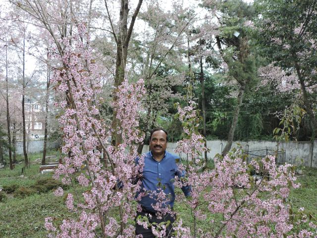 For Dinabandh Sahoo, director of ISBD and the man driving the cherry blossom festival in Shillong, the flowers are their own reward. ‘They change your mood; you can watch them for hours and no one’s unhappy under a cherry blossom tree,’ he says.