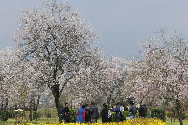 After the cruel Kashmir winter, the almond blossom signals the return of hope and the arrival of Spring. (Waseem Andrabi / HT Photo) After the cruel Kashmir winter, the almond blossom signals the return of hope and the arrival of Spring. (Waseem Andrabi / HT Photo)