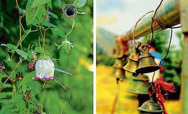 A roundleaf bellflower and (right) bells at the Nagdevta Temple in Gwaldum in Uttarakhand. (ANUJ SHATTI) A roundleaf bellflower and (right) bells at the Nagdevta Temple in Gwaldum in Uttarakhand. (ANUJ SHATTI)