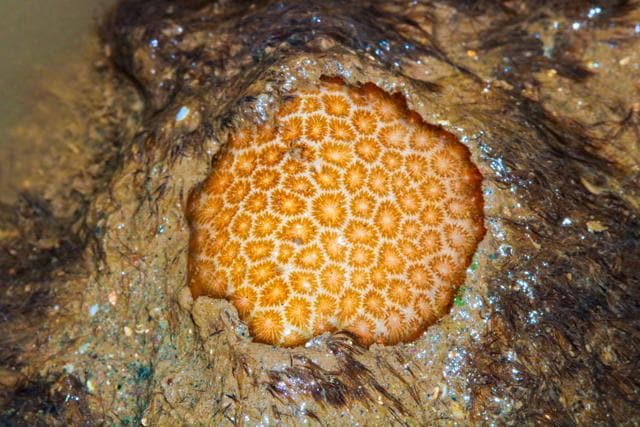 A False Pillow coral on a rock at Haji Ali. (@sea_coocoomber) A False Pillow coral on a rock at Haji Ali. (@sea_coocoomber)