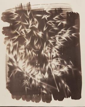 Salt print photograms of leaves and grasses from Aravallis made using salt from Sambhar lake and mixed with silver nitrate. (Aditya Arya.) Salt print photograms of leaves and grasses from Aravallis made using salt from Sambhar lake and mixed with silver nitrate. (Aditya Arya.)