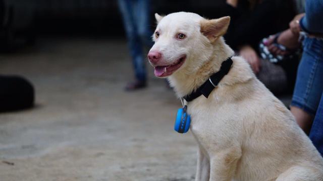 While the woofer costs Rs 2,500, seven minutes of instrumental music is available for free download online, and can be played on any speakers to help calm your pet. It works on dogs and cats.