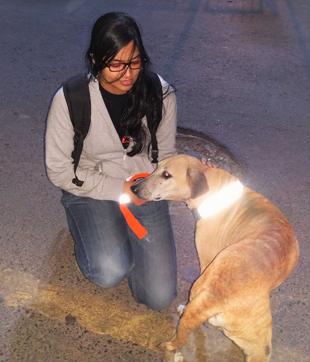 The reflective collar created by Motopaws makes stray dogs more visible to motorists at night, thus keeping them from being run over. The reflective collar created by Motopaws makes stray dogs more visible to motorists at night, thus keeping them from being run over.