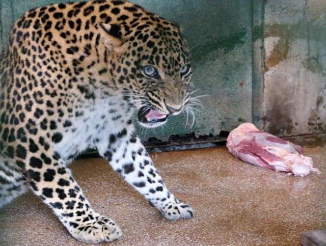 The Chhatbir zoo leopard, nicknamed ‘Lemoo’ by his zoo-keeper, in a ferocious mood at feeding time. (SHIVJOT S. BHULLAR)