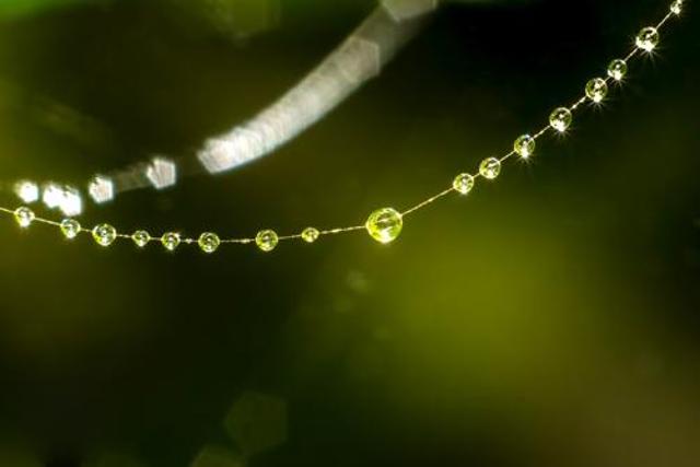 Dewdrops on a spider’s web. (PHOTO: VISHESH KAMBOJ) Dewdrops on a spider’s web. (PHOTO: VISHESH KAMBOJ)