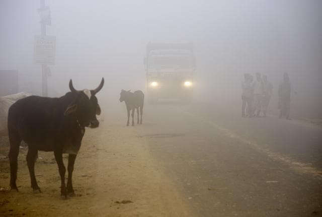 Cows stand by the side of a road as a truck drives with lights on through smog in Greater Noida, near New Delhi, on November 8, 2017. (AP Photo/R S Iyer) Cows stand by the side of a road as a truck drives with lights on through smog in Greater Noida, near New Delhi, on November 8, 2017. (AP Photo/R S Iyer)