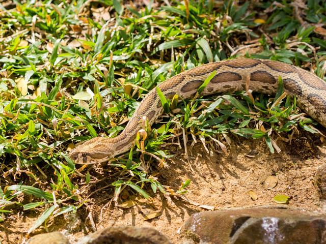 A Russell’s viper is a venomous species of snake. (Shutterstock) A Russell’s viper is a venomous species of snake. (Shutterstock)