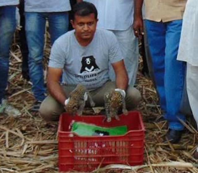 Rescue group Wildlife SOS with the cubs. (HT) Rescue group Wildlife SOS with the cubs. (HT)