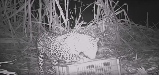 The leopard reuniting with its cubs. (HT) The leopard reuniting with its cubs. (HT)