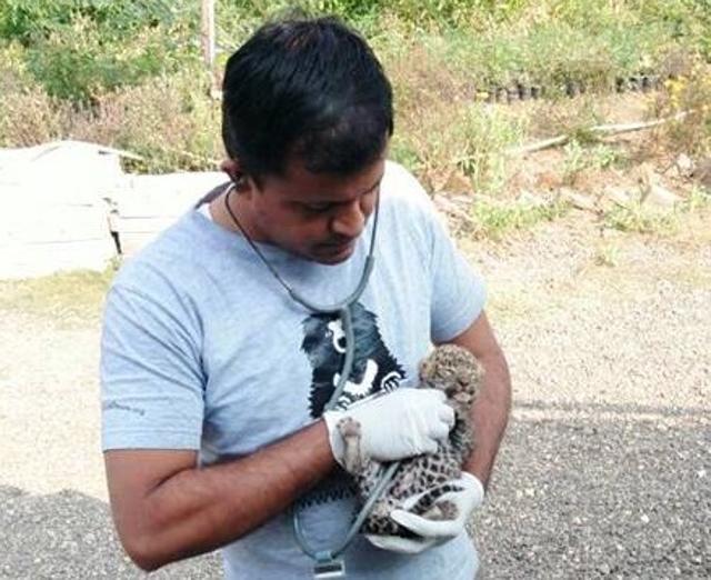 The cubs were medically examined before release. (HT) The cubs were medically examined before release. (HT)