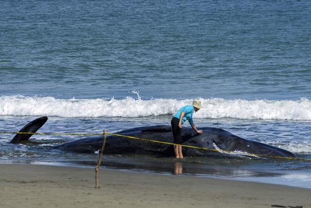 An environmental activist examines a dead sperm whale on a beach in Aceh Besar. (AFP Photo) An environmental activist examines a dead sperm whale on a beach in Aceh Besar. (AFP Photo)