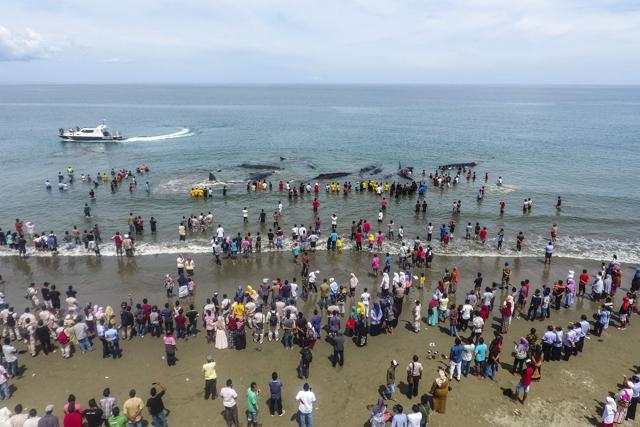 This general picture taken by a drone camera shows Indonesian officers from Nature Conservation Agency (BKSDA) and environmental activists trying to refloat stranded sperm whales. (AFP Photo) This general picture taken by a drone camera shows Indonesian officers from Nature Conservation Agency (BKSDA) and environmental activists trying to refloat stranded sperm whales. (AFP Photo)
