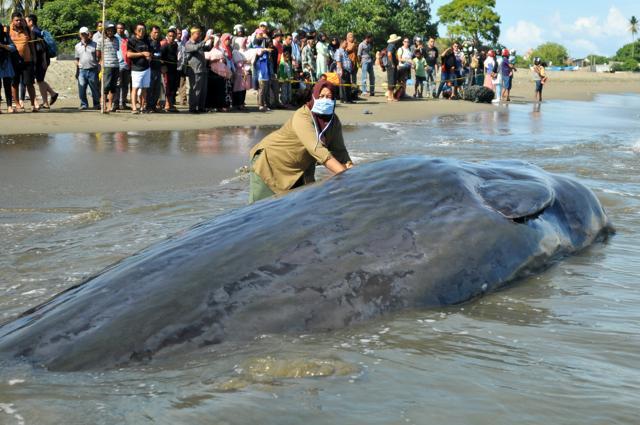 A veterinarian from the Nature Conservation Agency (BKSDA) examines a dead sperm whale. (Reuters Photo) A veterinarian from the Nature Conservation Agency (BKSDA) examines a dead sperm whale. (Reuters Photo)