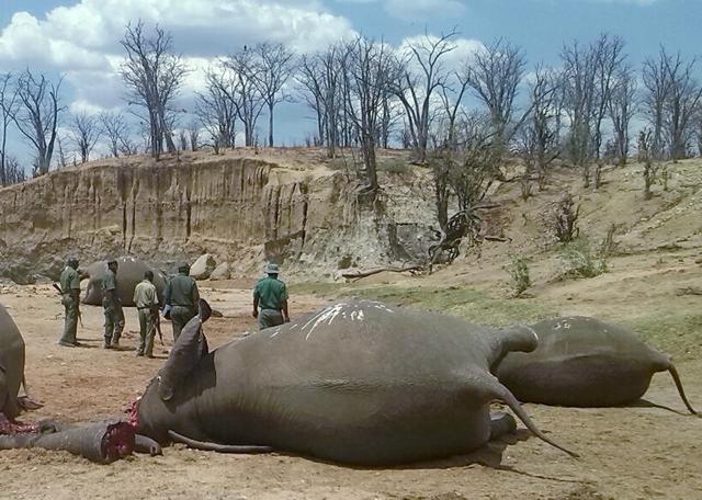A group of elephants, believed to have been killed by poachers, lie dead at a watering hole in Zimbabwe's Hwange National Park on October 26, 2015. (Reuters File Photo) A group of elephants, believed to have been killed by poachers, lie dead at a watering hole in Zimbabwe's Hwange National Park on October 26, 2015. (Reuters File Photo)